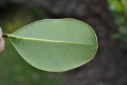 <strong>Sapotaceae - Sideroxylon borbonicum - DC.</strong><br />© Sarrailh Jean-Michel / CIRAD