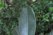 <strong>Sapotaceae - Sideroxylon borbonicum - DC.</strong><br />© Sarrailh Jean-Michel / CIRAD