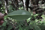<strong>Sapotaceae - Sideroxylon borbonicum - DC.</strong><br />© Sarrailh Jean-Michel / CIRAD