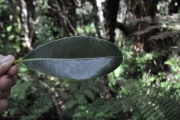 <strong>Sapotaceae - Sideroxylon borbonicum - DC.</strong><br />© Sarrailh Jean-Michel / CIRAD