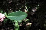 <strong>Sapotaceae - Sideroxylon borbonicum - DC.</strong><br />© Sarrailh Jean-Michel / CIRAD