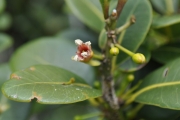 <strong>Sapotaceae - Sideroxylon borbonicum - DC.</strong><br />© Sarrailh Jean-Michel / CIRAD