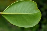 <strong>Sapotaceae - Sideroxylon borbonicum - DC.</strong><br />© Sarrailh Jean-Michel / CIRAD
