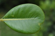 <strong>Sapotaceae - Sideroxylon borbonicum - DC.</strong><br />© Sarrailh Jean-Michel / CIRAD
