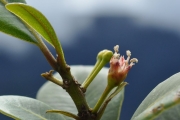 <strong>Sapotaceae - Sideroxylon borbonicum - DC.</strong><br />© Sarrailh Jean-Michel / CIRAD