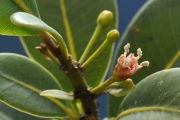 <strong>Sapotaceae - Sideroxylon borbonicum - DC.</strong><br />© Sarrailh Jean-Michel / CIRAD
