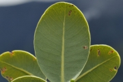 <strong>Sapotaceae - Sideroxylon borbonicum - DC.</strong><br />© Sarrailh Jean-Michel / CIRAD