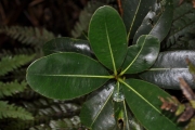 <strong>Sapotaceae - Sideroxylon borbonicum - DC.</strong><br />© Sarrailh Jean-Michel / CIRAD