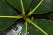 <strong>Sapotaceae - Sideroxylon borbonicum - DC.</strong><br />© Sarrailh Jean-Michel / CIRAD