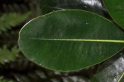 <strong>Sapotaceae - Sideroxylon borbonicum - DC.</strong><br />© Sarrailh Jean-Michel / CIRAD