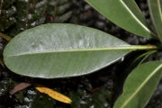 <strong>Sapotaceae - Sideroxylon borbonicum - DC.</strong><br />© Sarrailh Jean-Michel / CIRAD
