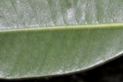 <strong>Sapotaceae - Sideroxylon borbonicum - DC.</strong><br />© Sarrailh Jean-Michel / CIRAD