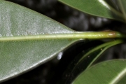 <strong>Sapotaceae - Sideroxylon borbonicum - DC.</strong><br />© Sarrailh Jean-Michel / CIRAD