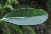 <strong>Sapotaceae - Sideroxylon borbonicum - DC.</strong><br />© Sarrailh Jean-Michel / CIRAD