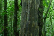<strong>Sapotaceae - Sideroxylon majus - (C.F.Gaertn.) Baehni</strong><br />© Sarrailh Jean-Michel / CIRAD