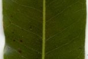 <strong>Sapotaceae - Sideroxylon majus - (C.F.Gaertn.) Baehni</strong><br />© Sarrailh Jean-Michel / CIRAD
