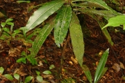 <strong>Sapotaceae - Sideroxylon majus - (C.F.Gaertn.) Baehni</strong><br />© Sarrailh Jean-Michel / CIRAD