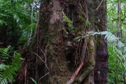 <strong>Sapotaceae - Sideroxylon majus - (C.F.Gaertn.) Baehni</strong><br />© Sarrailh Jean-Michel / CIRAD