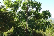 <strong>Sapotaceae - Sideroxylon majus - (C.F.Gaertn.) Baehni</strong><br />© Sarrailh Jean-Michel / CIRAD