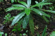 <strong>Sapotaceae - Sideroxylon majus - (C.F.Gaertn.) Baehni</strong><br />© Sarrailh Jean-Michel / CIRAD