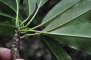 <strong>Sapotaceae - Sideroxylon majus - (C.F.Gaertn.) Baehni</strong><br />© Sarrailh Jean-Michel / CIRAD