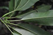 <strong>Sapotaceae - Sideroxylon majus - (C.F.Gaertn.) Baehni</strong><br />© Sarrailh Jean-Michel / CIRAD