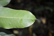 <strong>Sapotaceae - Sideroxylon majus - (C.F.Gaertn.) Baehni</strong><br />© Sarrailh Jean-Michel / CIRAD