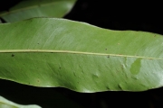 <strong>Sapotaceae - Sideroxylon majus - (C.F.Gaertn.) Baehni</strong><br />© Sarrailh Jean-Michel / CIRAD