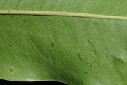 <strong>Sapotaceae - Sideroxylon majus - (C.F.Gaertn.) Baehni</strong><br />© Sarrailh Jean-Michel / CIRAD