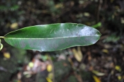 <strong>Sapotaceae - Sideroxylon majus - (C.F.Gaertn.) Baehni</strong><br />© Sarrailh Jean-Michel / CIRAD