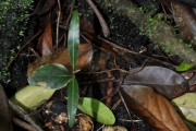 <strong>Sapotaceae - Sideroxylon majus - (C.F.Gaertn.) Baehni</strong><br />© Sarrailh Jean-Michel / CIRAD