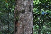 <strong>Sapotaceae - Sideroxylon majus - (C.F.Gaertn.) Baehni</strong><br />© Sarrailh Jean-Michel / CIRAD