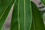 <strong>Sapotaceae - Sideroxylon majus - (C.F.Gaertn.) Baehni</strong><br />© Sarrailh Jean-Michel / CIRAD