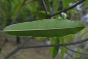 <strong>Sapotaceae - Sideroxylon majus - (C.F.Gaertn.) Baehni</strong><br />© Sarrailh Jean-Michel / CIRAD