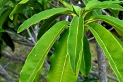<strong>Sapotaceae - Sideroxylon majus - (C.F.Gaertn.) Baehni</strong><br />© Sarrailh Jean-Michel / CIRAD