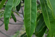 <strong>Sapotaceae - Sideroxylon majus - (C.F.Gaertn.) Baehni</strong><br />© Sarrailh Jean-Michel / CIRAD