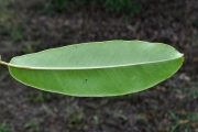 <strong>Sapotaceae - Sideroxylon majus - (C.F.Gaertn.) Baehni</strong><br />© Sarrailh Jean-Michel / CIRAD