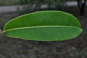 <strong>Sapotaceae - Sideroxylon majus - (C.F.Gaertn.) Baehni</strong><br />© Sarrailh Jean-Michel / CIRAD
