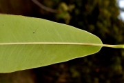 <strong>Sapotaceae - Sideroxylon majus - (C.F.Gaertn.) Baehni</strong><br />© Sarrailh Jean-Michel / CIRAD