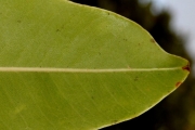 <strong>Sapotaceae - Sideroxylon majus - (C.F.Gaertn.) Baehni</strong><br />© Sarrailh Jean-Michel / CIRAD