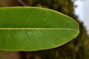 <strong>Sapotaceae - Sideroxylon majus - (C.F.Gaertn.) Baehni</strong><br />© Sarrailh Jean-Michel / CIRAD
