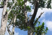 <strong>Phyllanthaceae - Securinega durissima - J.F.Gmel.</strong><br />© Sarrailh Jean-Michel / CIRAD