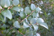 <strong>Phyllanthaceae - Securinega durissima - J.F.Gmel.</strong><br />© Sarrailh Jean-Michel / CIRAD