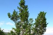 <strong>Phyllanthaceae - Securinega durissima - J.F.Gmel.</strong><br />© Sarrailh Jean-Michel / CIRAD