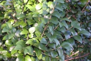 <strong>Phyllanthaceae - Securinega durissima - J.F.Gmel.</strong><br />© Sarrailh Jean-Michel / CIRAD