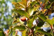 <strong>Phyllanthaceae - Securinega durissima - J.F.Gmel.</strong><br />© Métro Patrick