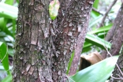 <strong>Phyllanthaceae - Securinega durissima - J.F.Gmel.</strong><br />© Sarrailh Jean-Michel / CIRAD