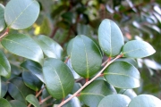 <strong>Phyllanthaceae - Securinega durissima - J.F.Gmel.</strong><br />© Sarrailh Jean-Michel / CIRAD