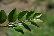 <strong>Phyllanthaceae - Securinega durissima - J.F.Gmel.</strong><br />© Sarrailh Jean-Michel / CIRAD