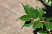 <strong>Phyllanthaceae - Securinega durissima - J.F.Gmel.</strong><br />© Sarrailh Jean-Michel / CIRAD